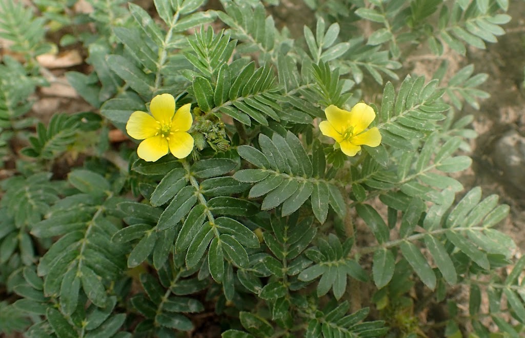 Buzdyganek ziemny, Tribulus terrestris – na siłownię i do łóżka
