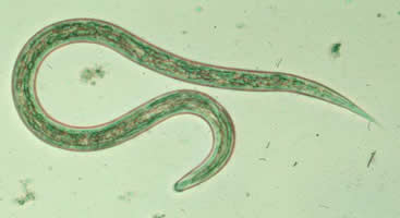 Ancylostoma duodenale