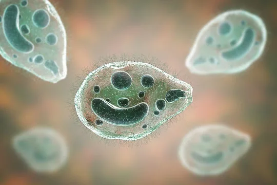 Balantydioza - bakteria