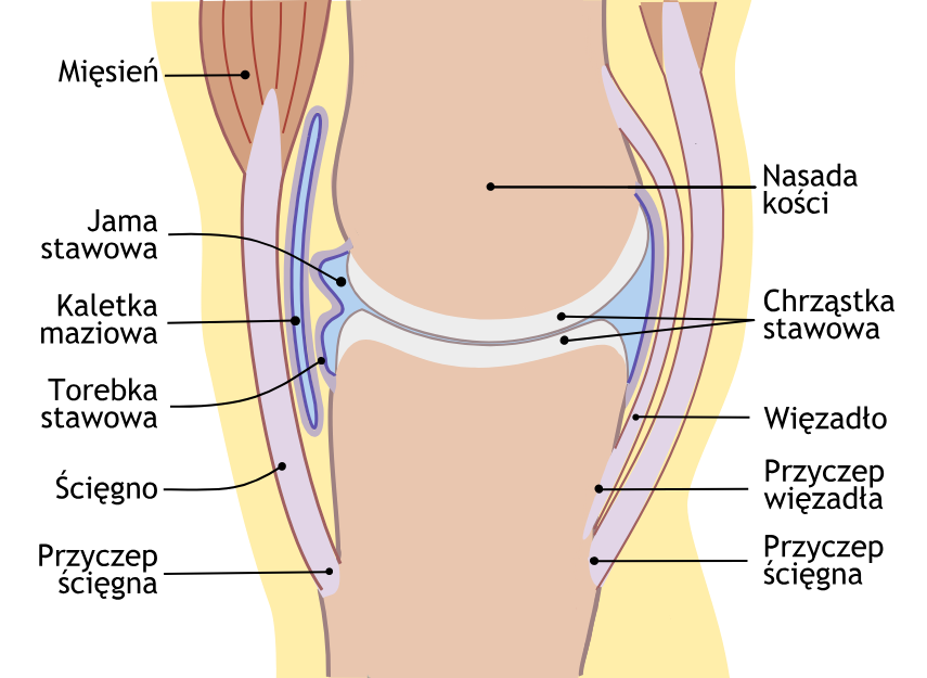 Anatomia Stawów