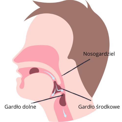 Anatomia gardła.jpg