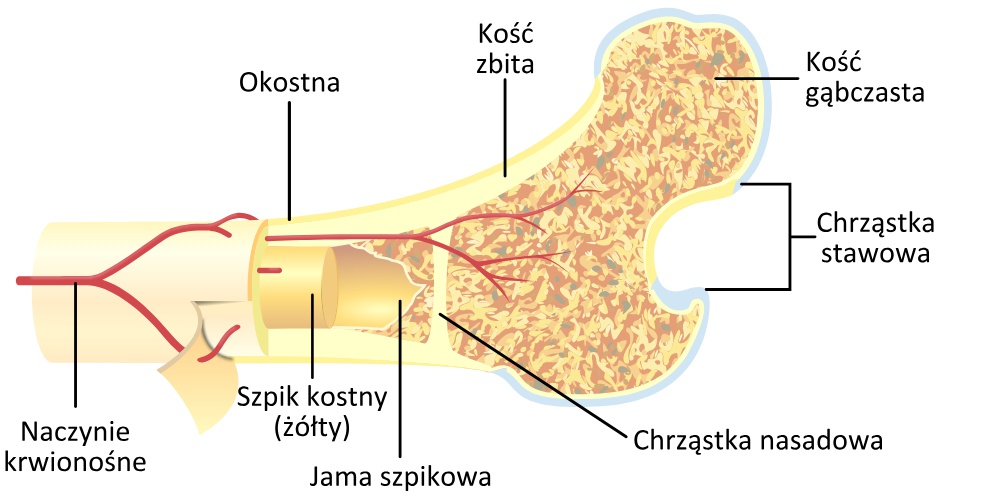 B l Ko ci Jak Sobie Z Nim Radzi 