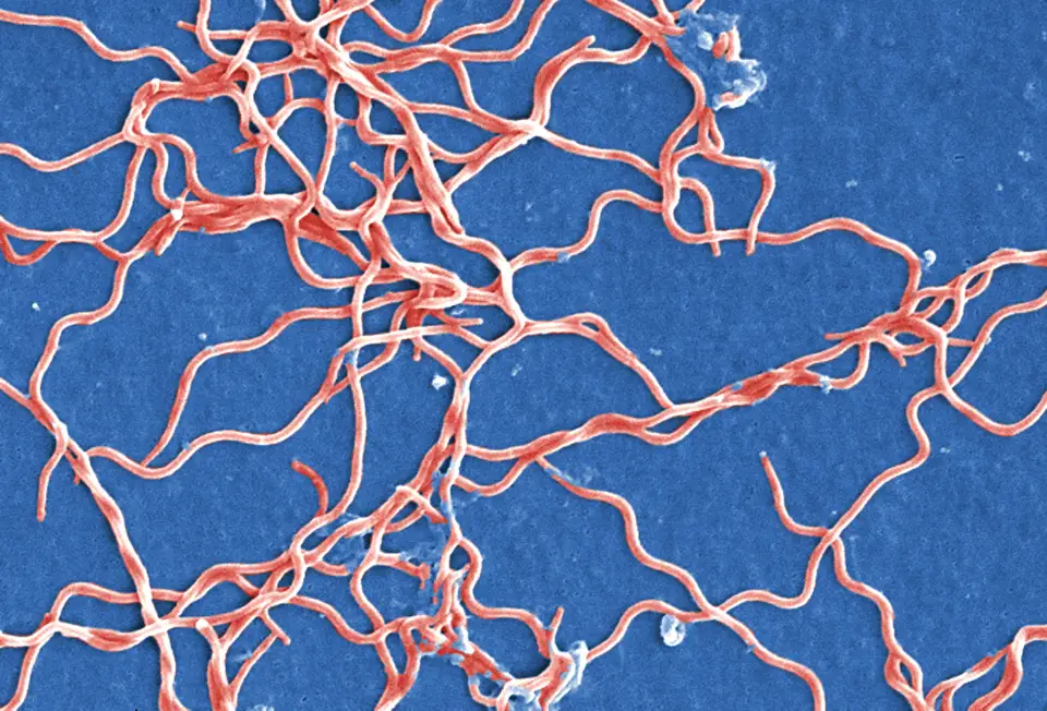 Bakterie z rodzaju Borrelia