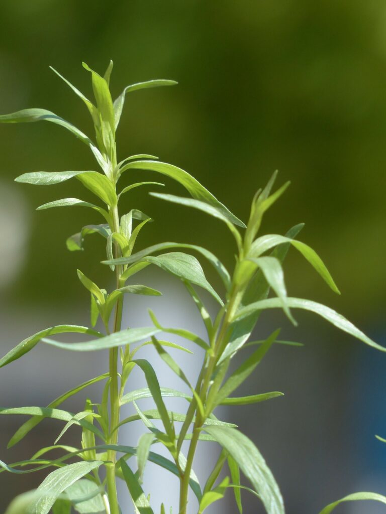 Estragon