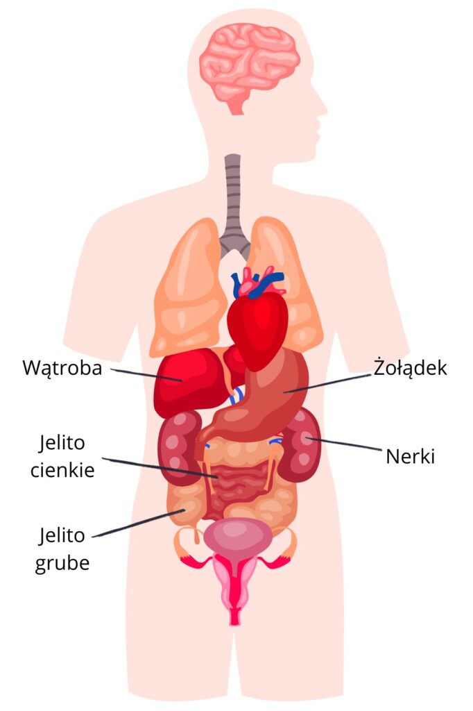 Organy brzuszne