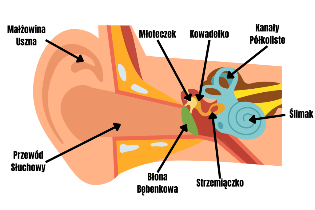 Anatomia ucha