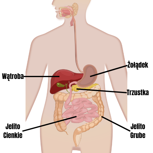 Anatomia nadbrzusza