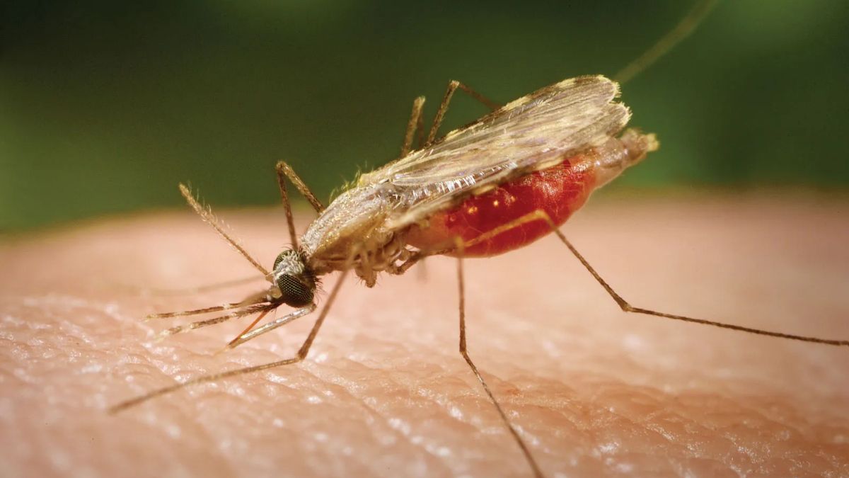 Malaria: Wyzwania i Perspektywy w Walce z Chorobą