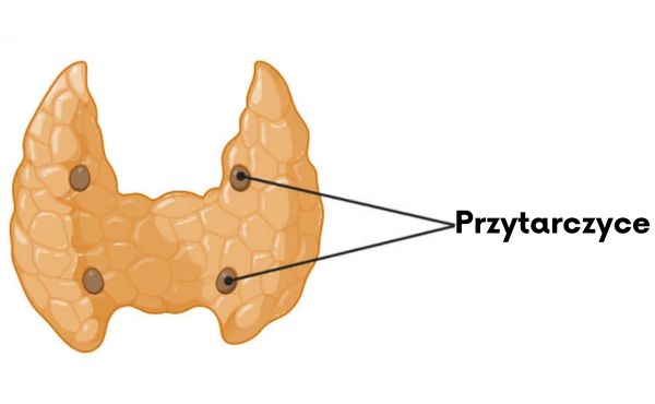 Przytarczyce