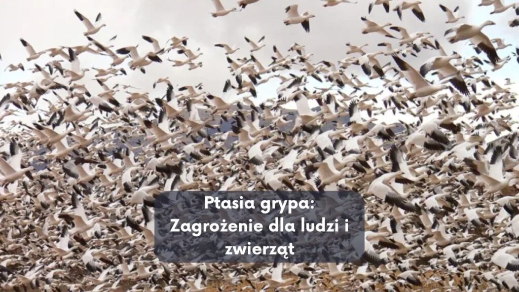 Ptasia grypa: Zagrożenie dla ludzi i zwierząt