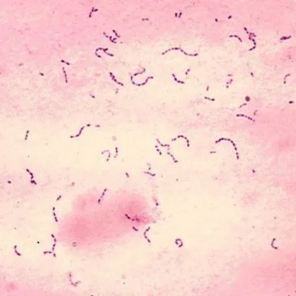 Streptococcus mutans