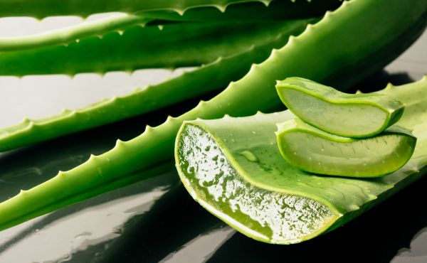 Aloes