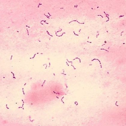 Streptococcus mutans