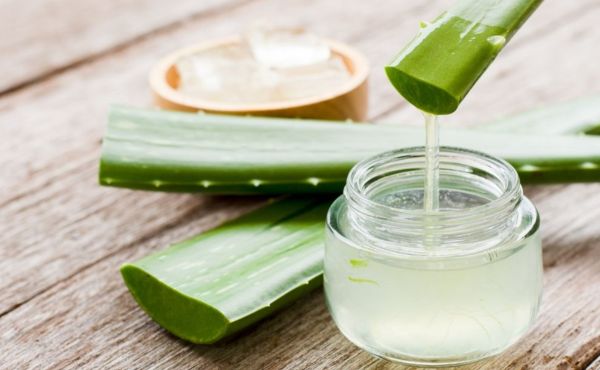 Aloes