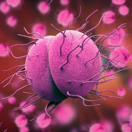 Neisseria gonorrhoeae