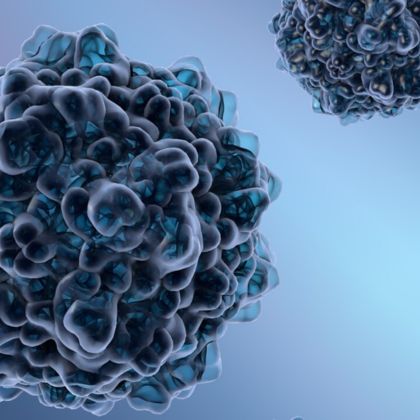Parvovirus B19