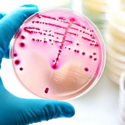 Bakterie z rodzaju Streptococcus