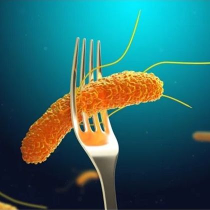 Salmonella